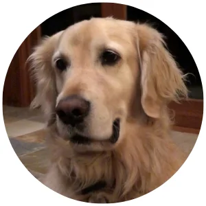 Tito Bear, a golden retriever